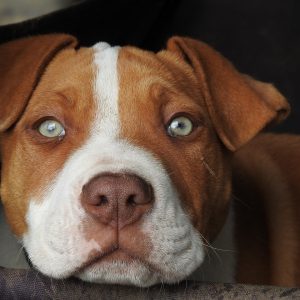 pup, puppy, red puppy-2518807.jpg